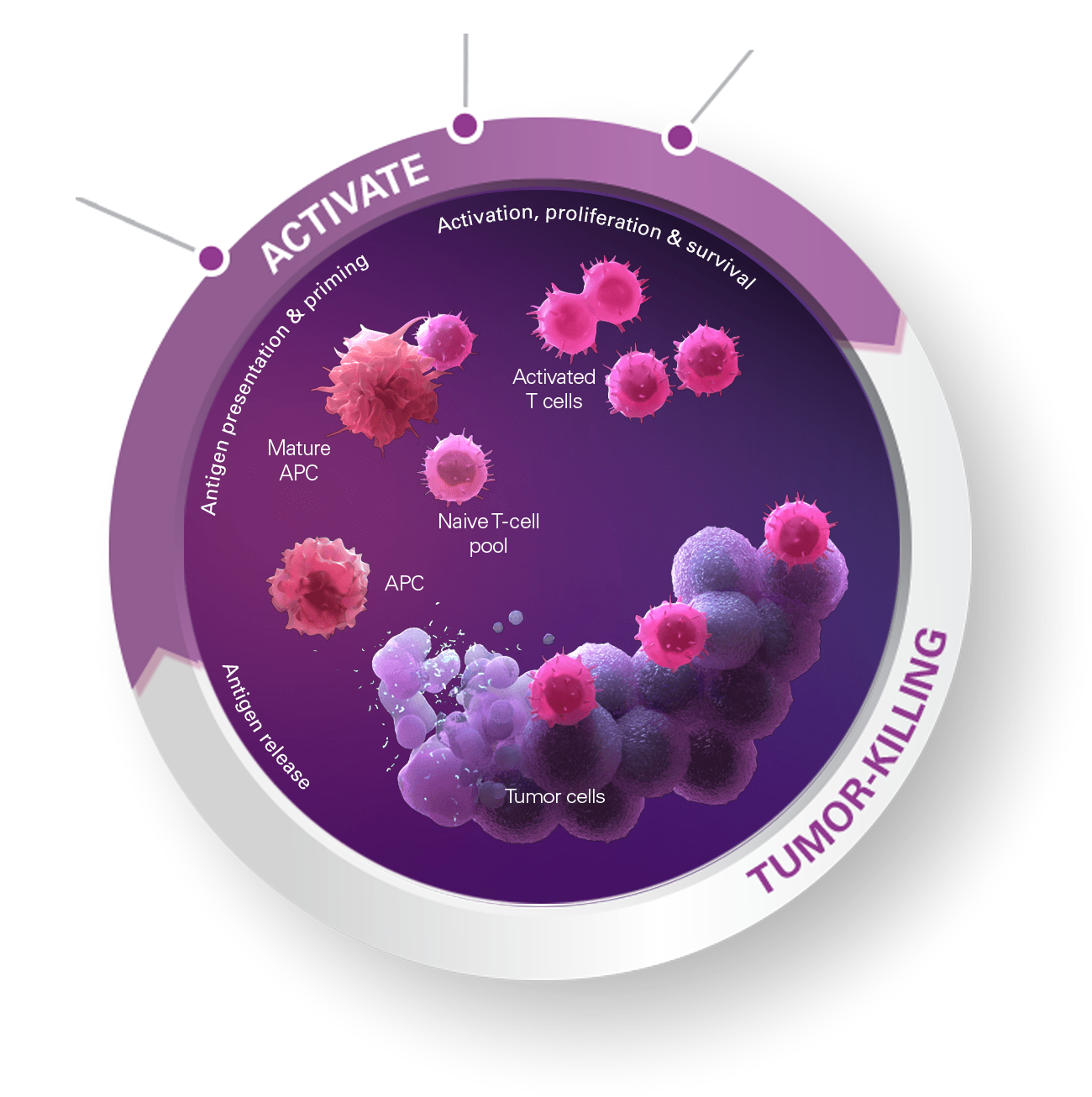 Activate the cancer immunity cycle with TLR 7/8, IL-2, or IL-15