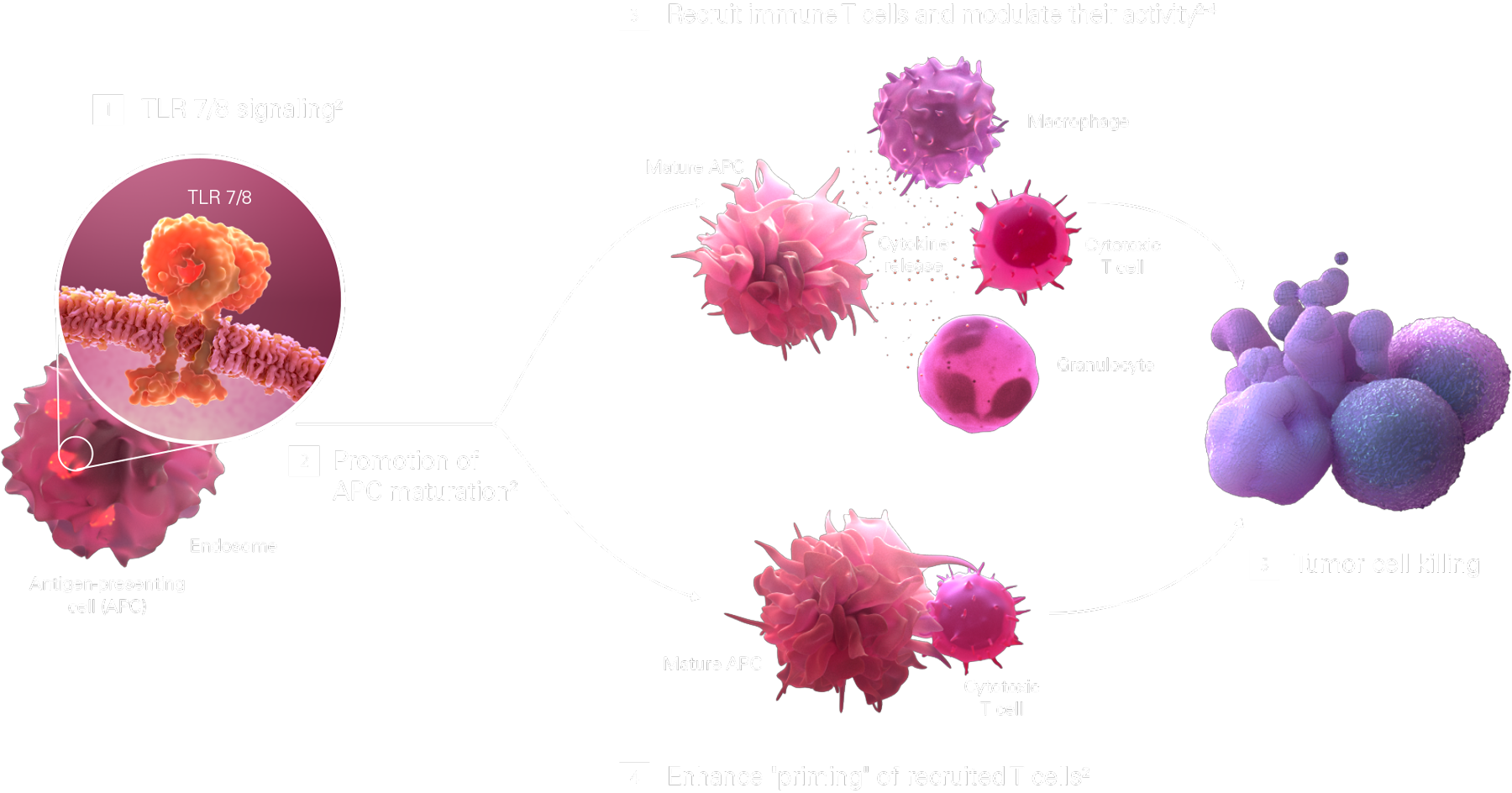 Diagram of the TLR 7/8 pathway