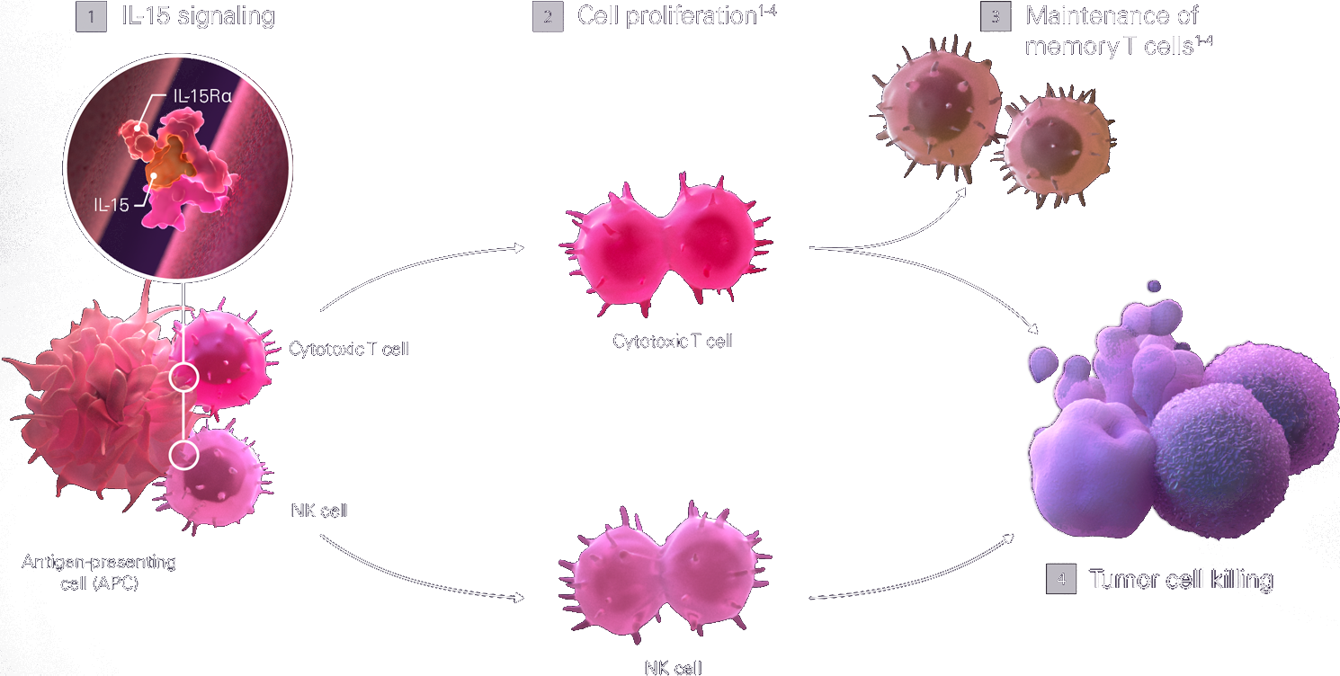 Diagram of the IL-15 pathway